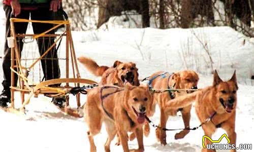 除了雪橇三傻，这6种狗也是很棒的雪橇犬，最后1种还降服过南极