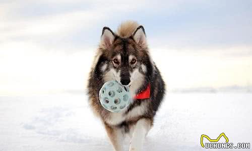 除了雪橇三傻，这6种狗也是很棒的雪橇犬，最后1种还降服过南极