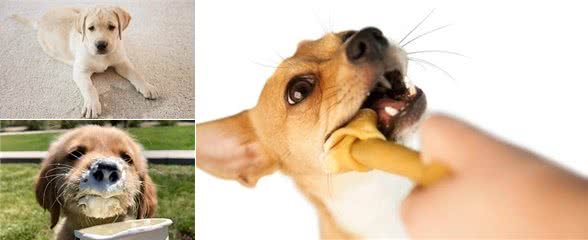 照顾训练幼犬太难？无从下手？第一步从这里开始