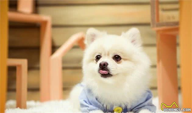陪同主人时间最长的10种狗狗，你养了哪一种呢？