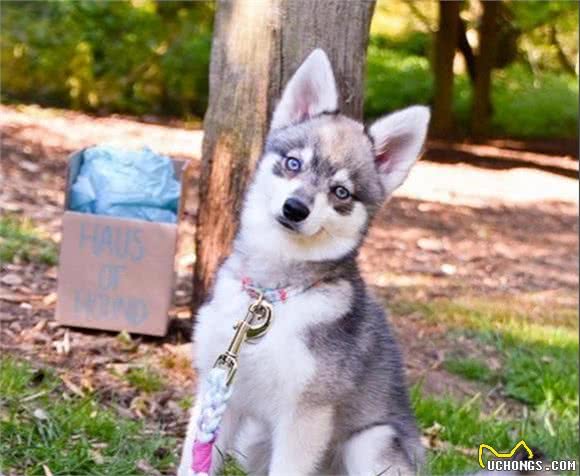 阿拉斯加克利凯犬：迷你版哈士奇犬，但论颜值这狗狗却能比得过二哈