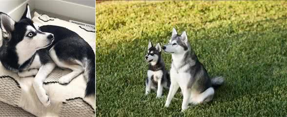 阿拉斯加克利凯犬：迷你版哈士奇犬，但论颜值这狗狗却能比得过二哈