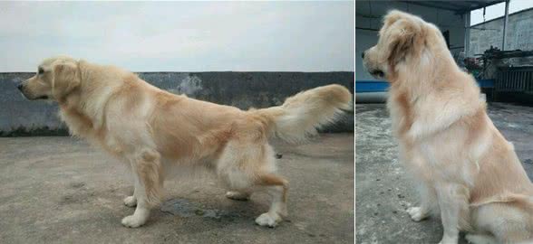 男子质疑金毛犬不会抬腿尿尿，网友淡定回复：我家心情好才会抬腿！