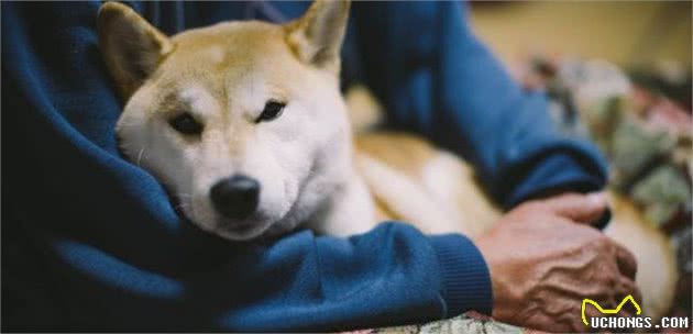 狗狗进入老年，各方面有巨大变化，但只要主人在身边它会很高兴