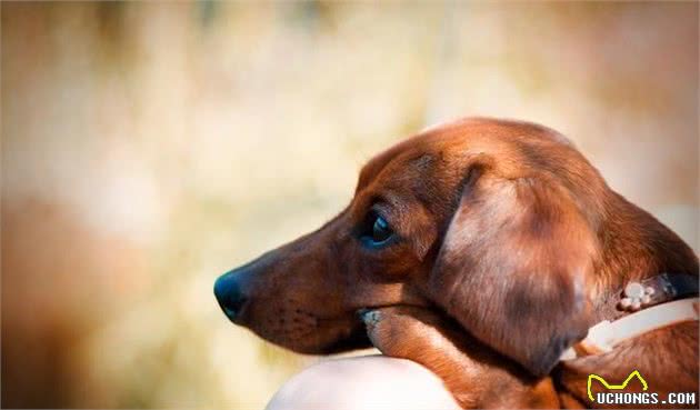 可爱的腊肠犬为什么少人养？原因也许是这几点