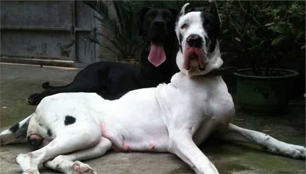 3分钟,告诉你狗狗不爱吃犬粮可能存在于以下几个原因