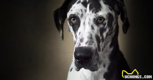 3分钟,告诉你狗狗不爱吃犬粮可能存在于以下几个原因