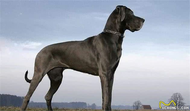 3分钟,告诉你狗狗不爱吃犬粮可能存在于以下几个原因