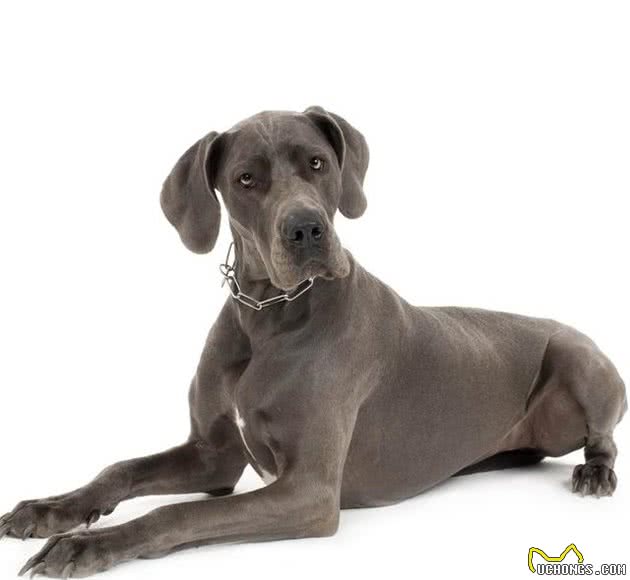 3分钟,告诉你狗狗不爱吃犬粮可能存在于以下几个原因