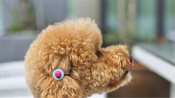 养犬就养这3种小型犬，爱洁净超省心，你家的狗狗上榜了吗？