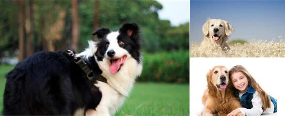 哪些狗狗最聪明，第一位居然不是金毛犬！那么狗狗是如何学习的呢？
