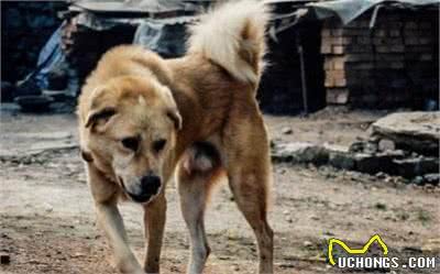 此犬打架、护卫、咬獾样样精通，田园犬喜好者有志之士必读的好文