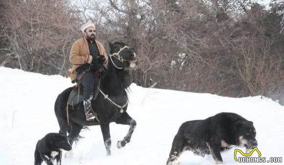 此犬打架、护卫、咬獾样样精通，田园犬喜好者有志之士必读的好文