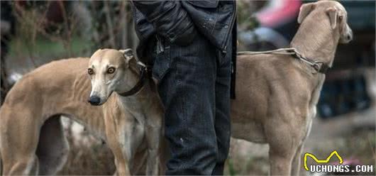 狗狗中的捕猎能手-细狗