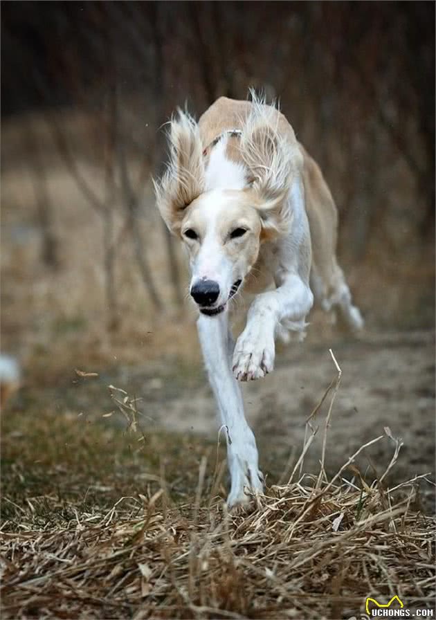 百科犬说之萨路基犬