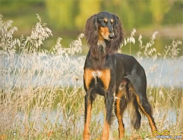 百科犬说之萨路基犬