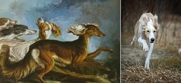 百科犬说之萨路基犬