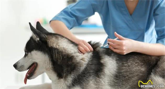 养犬人必知：不做好这件事，百分之九十九的狗狗会得的病