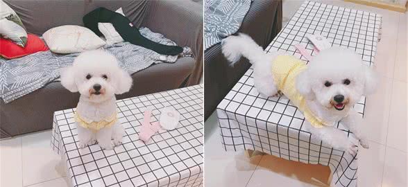比熊犬剃毛主人千万别犯的几个误区