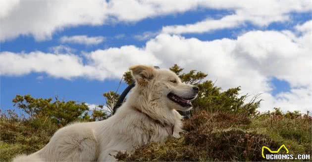 狗狗耐寒能力最强的9个犬种，中国松狮犬是个“大人物”