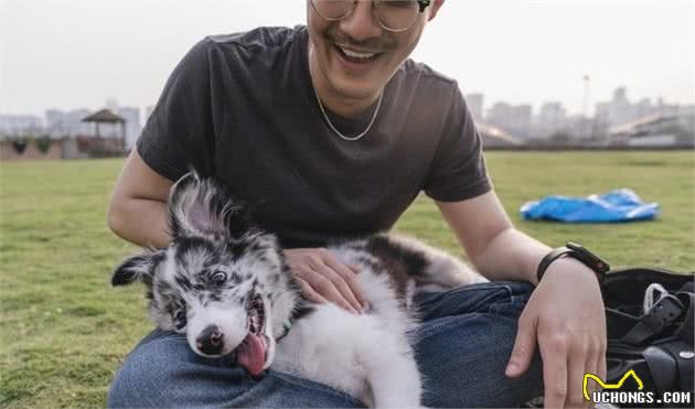 为什么说这辈子，养一只边牧犬才不会后悔呢？