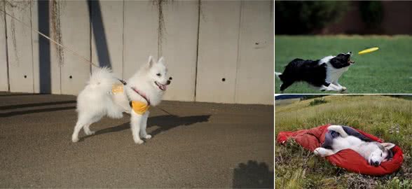 狗狗每天要运动多久？不同犬种不同，泰迪犬的话不必太久