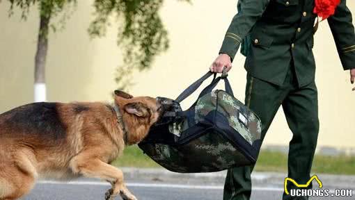 战争中的动物之二：军犬轶事，中国的军犬会排队