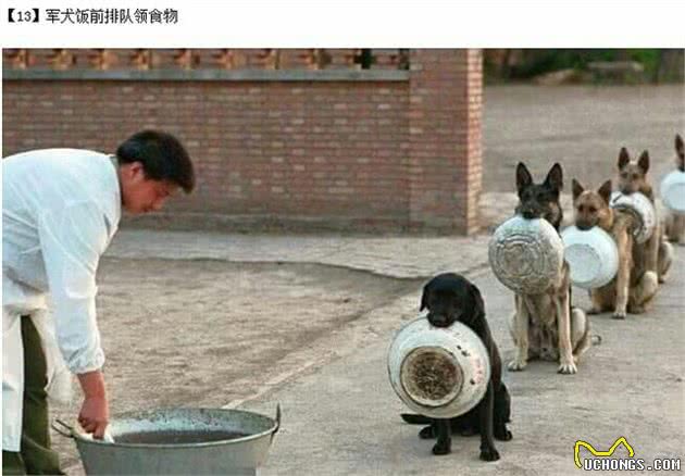 战争中的动物之二：军犬轶事，中国的军犬会排队