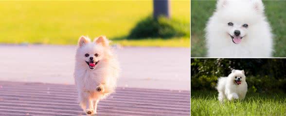 为什么博美犬适合城市生活