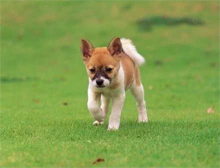 夏季是狗狗肠胃疾病的多发季节冠能配方犬粮受追捧