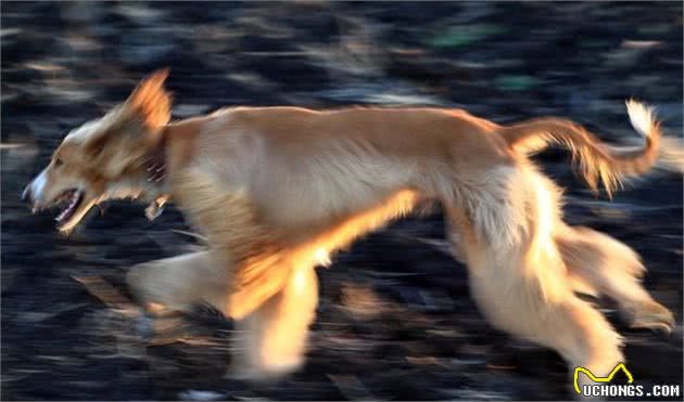 萌宠之星|贵族名犬阿富汗猎犬