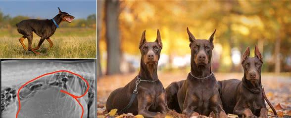 犬胃扩张-扭转综合征是什么疾病？如何诊断治疗？一文告诉你