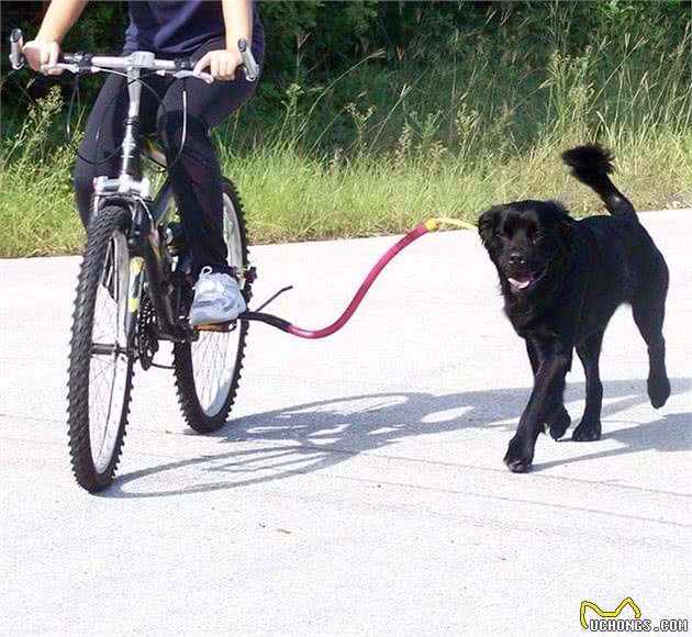 想要带狗狗骑自行车，你需要这样做，教你训练狗狗随车行