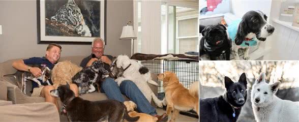 繁衍后代就是狗狗的使命？狗狗真的需要繁殖后代吗？不做有何影响