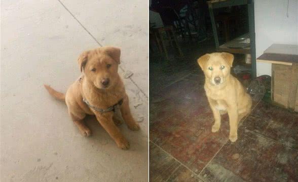 男子晒出2800买的血统金毛犬，没想到羡煞一群网友：太稀有了！