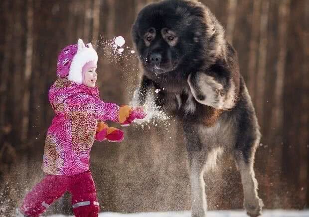 养好中亚牧羊犬，你不可不知道的小秘密