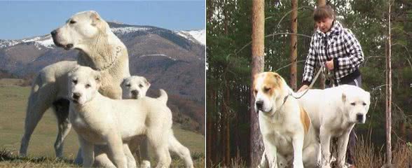 养好中亚牧羊犬，你不可不知道的小秘密
