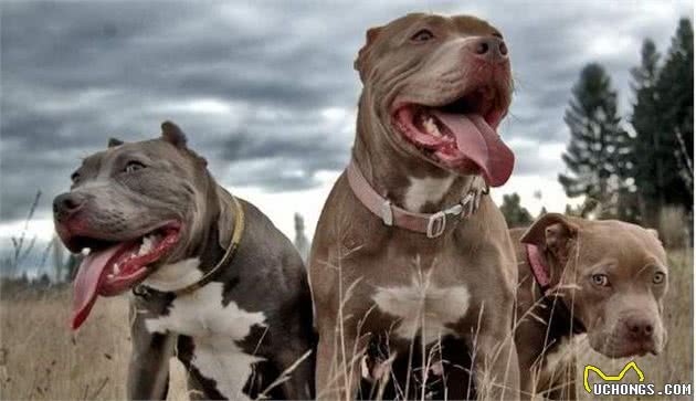 被称为世界第一猛犬的比特犬，残暴的性情真的是与生俱来的吗