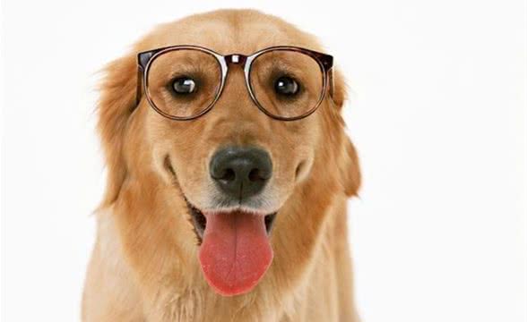 教你挑选金毛犬的小技巧，选出健康好狗狗