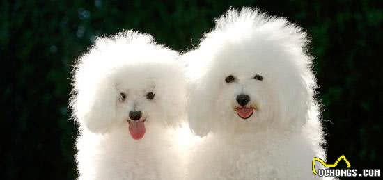 贵宾犬寿命一般多少年如何训练贵宾犬变乖巧