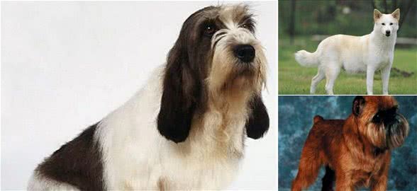 五大粘人犬，你最喜欢哪一只？