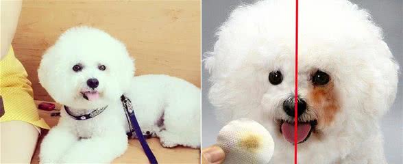 “纯种”比熊犬和“串串”比熊犬，你觉得谁更值得养？