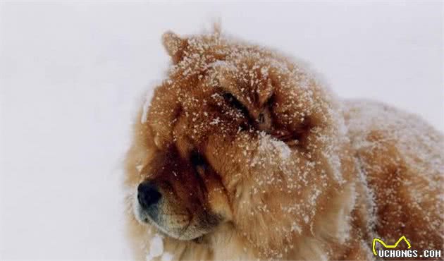 世界十大最忠诚的狗综合指数排名中华田园犬高居前三名