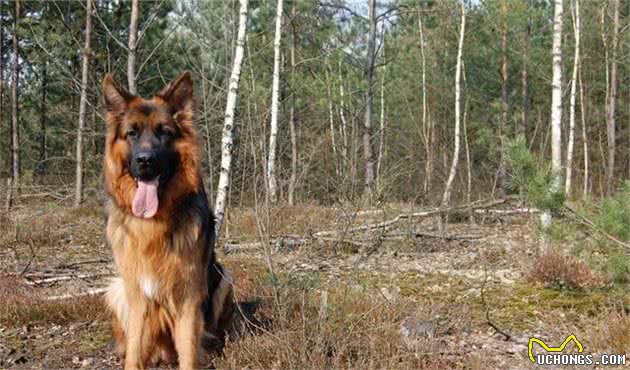 世界十大最忠诚的狗综合指数排名中华田园犬高居前三名