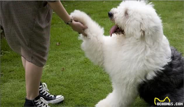 有着飘逸毛发的古牧犬，剪毛后完全变了个犬种，这样你还认识吗？