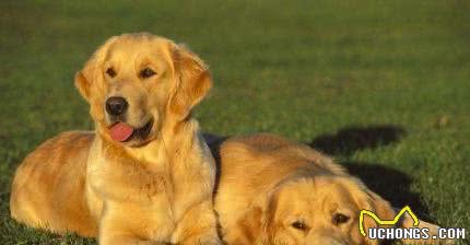 适合女孩子饲养的三种中型犬，温顺听话，你喜欢哪一种？