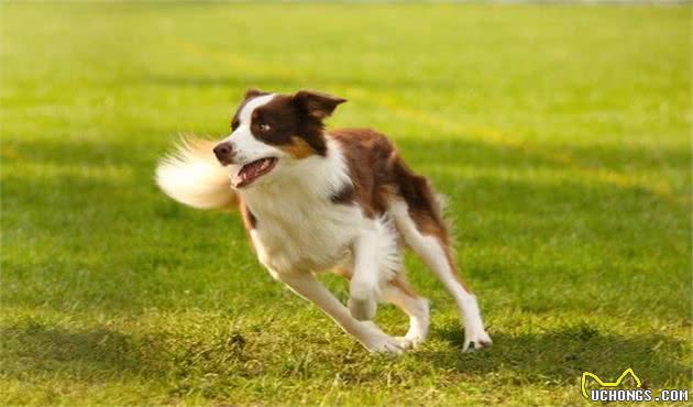 辟谣：雌性犬在绝育之前应当先生一窝，相反，想绝育要趁早