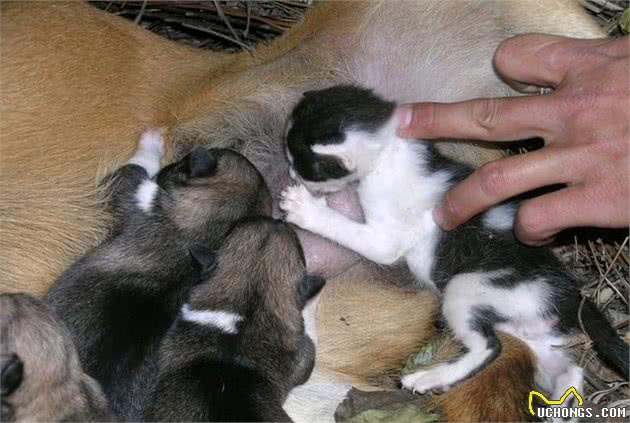 辟谣：雌性犬在绝育之前应当先生一窝，相反，想绝育要趁早