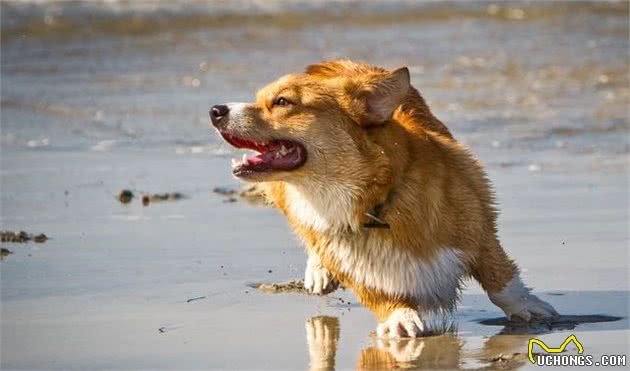 辟谣：雌性犬在绝育之前应当先生一窝，相反，想绝育要趁早