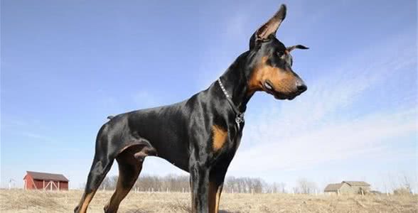 杜宾犬的介绍